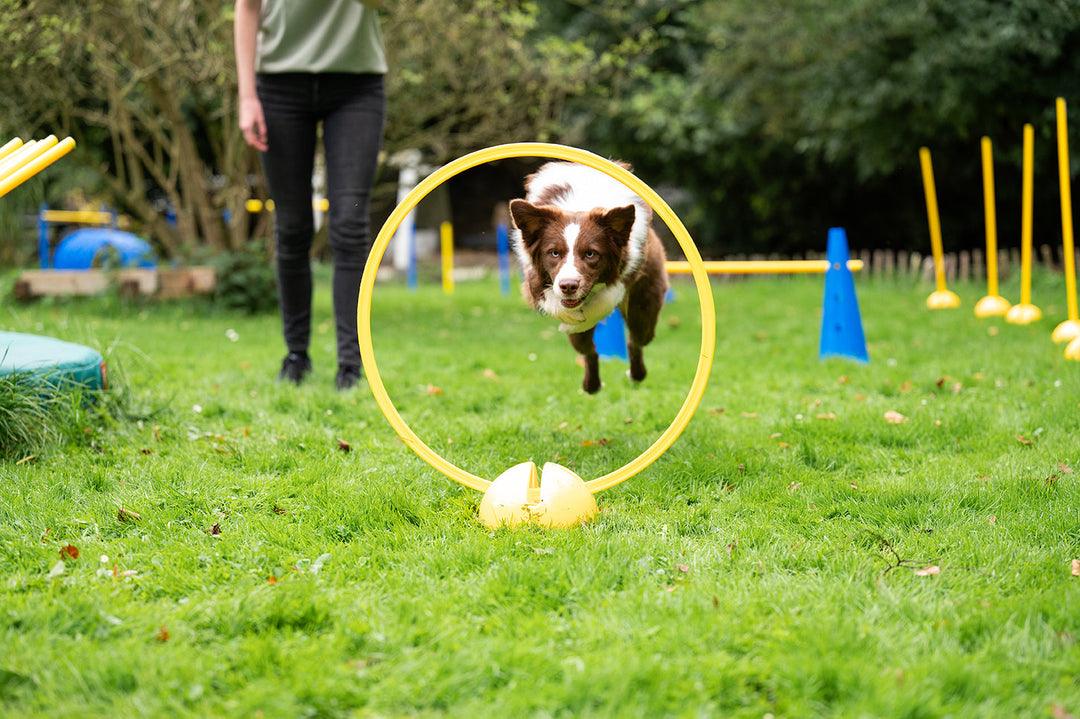 AGILITY & HOOPERS