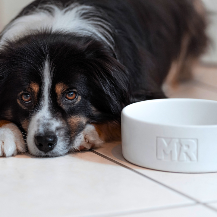 Futternapf Keramik NAPPA - Bild 9 (Martin Rütter Shop)