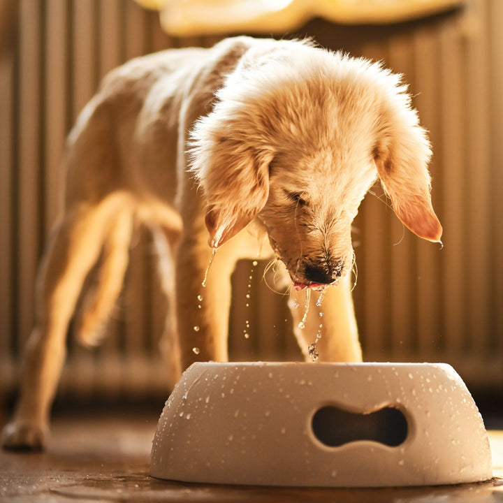 Futternapf Kunststoff PAPPY - Bild 2 (Martin Rütter Shop)