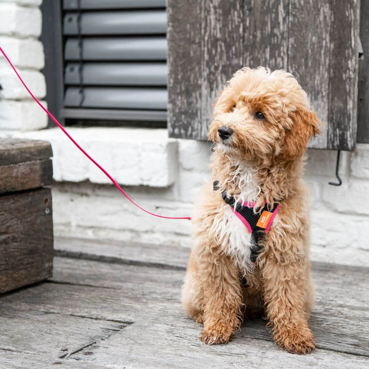 Welpenleine und Minihund BIOTHANE® - Bild 2 (Martin Rütter Shop)