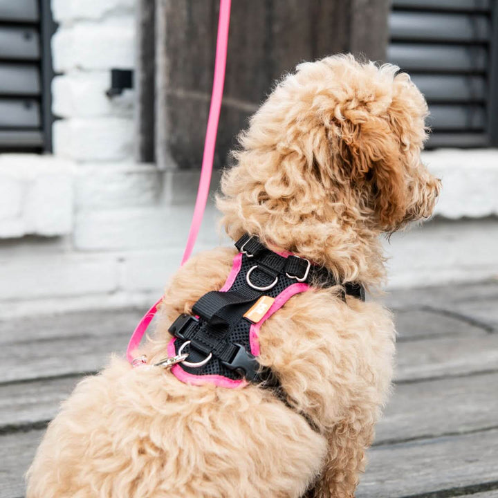 Welpenleine und Minihund BIOTHANE® - Bild 8 (Martin Rütter Shop)