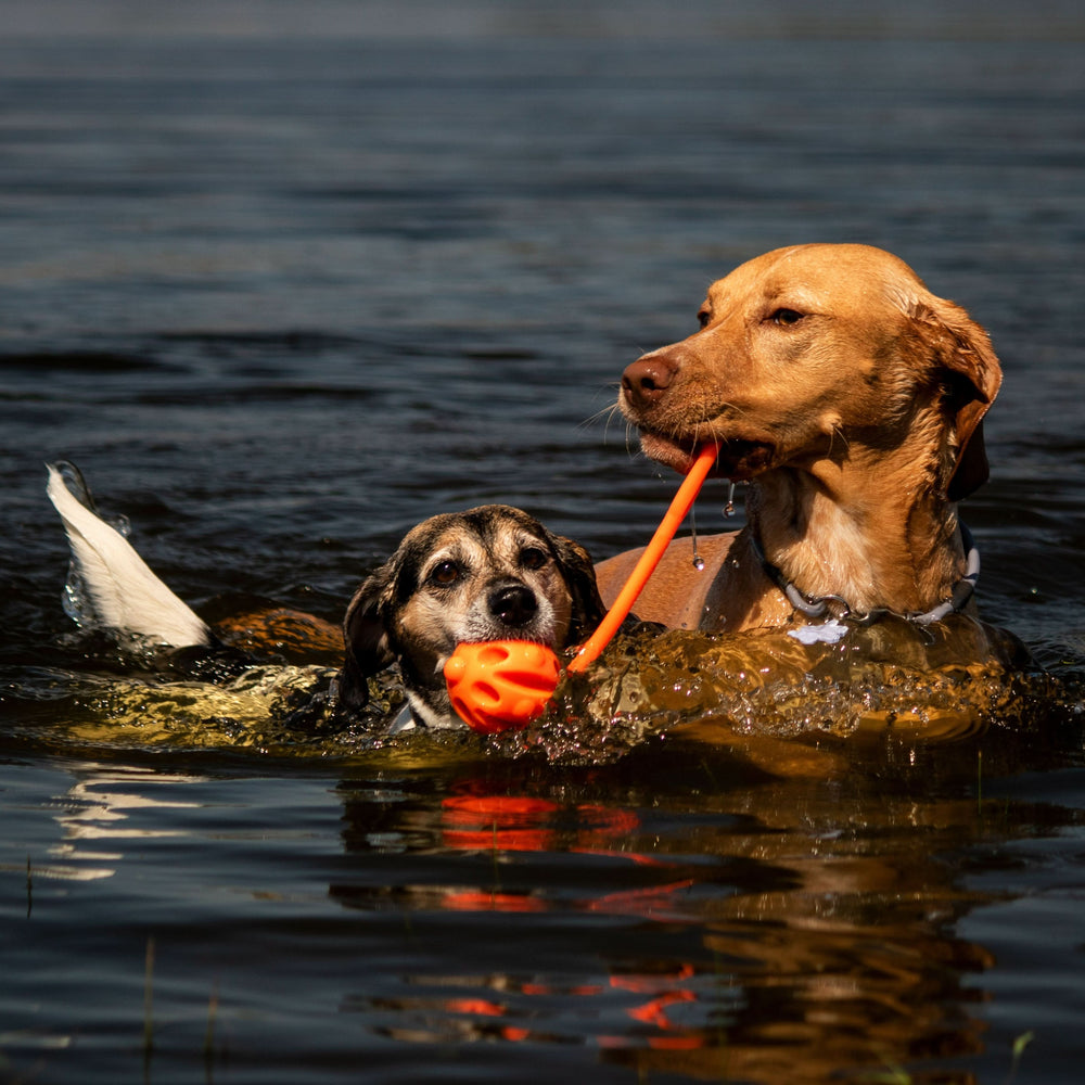 Hundeball HEALTHY mit Wurfgriff - Bild 2 (Martin Rütter Shop)