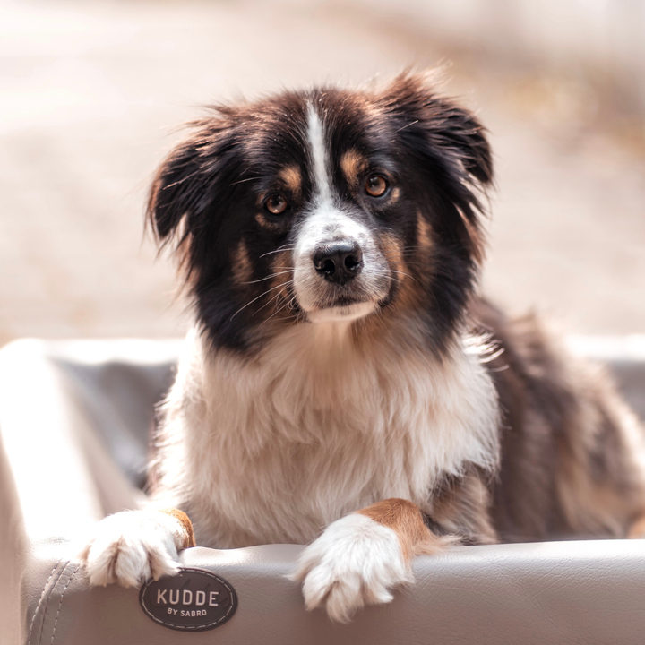 Hundebett KUDDE Kunstleder - Bild 5 (Martin Rütter Shop)