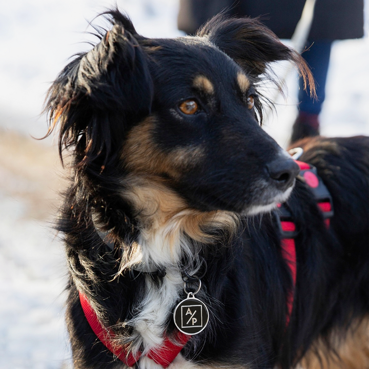 Hundemarke personalisiert "ADOPTIEREN STATT PRODUZIEREN" - Bild 4 (Martin Rütter Shop)