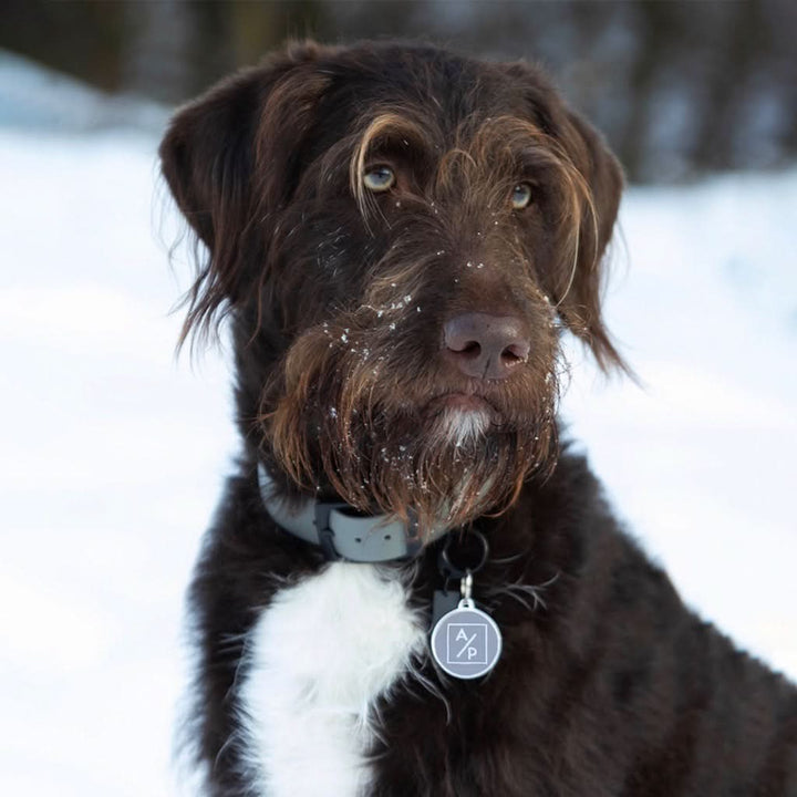 Hundemarke personalisiert "ADOPTIEREN STATT PRODUZIEREN" - Bild 2 (Martin Rütter Shop)