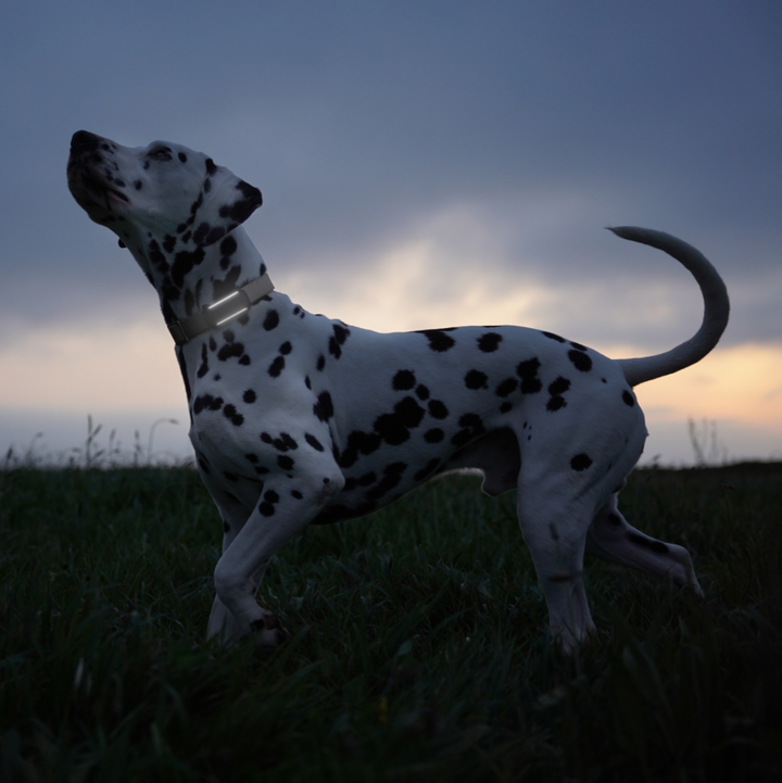 GPS Tracker Tractive Dog 6 - Bild 2 (Martin Rütter Shop)