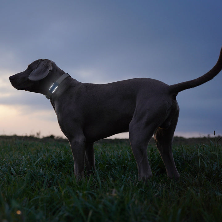 GPS Tracker Tractive Dog 6 - Bild 5 (Martin Rütter Shop)