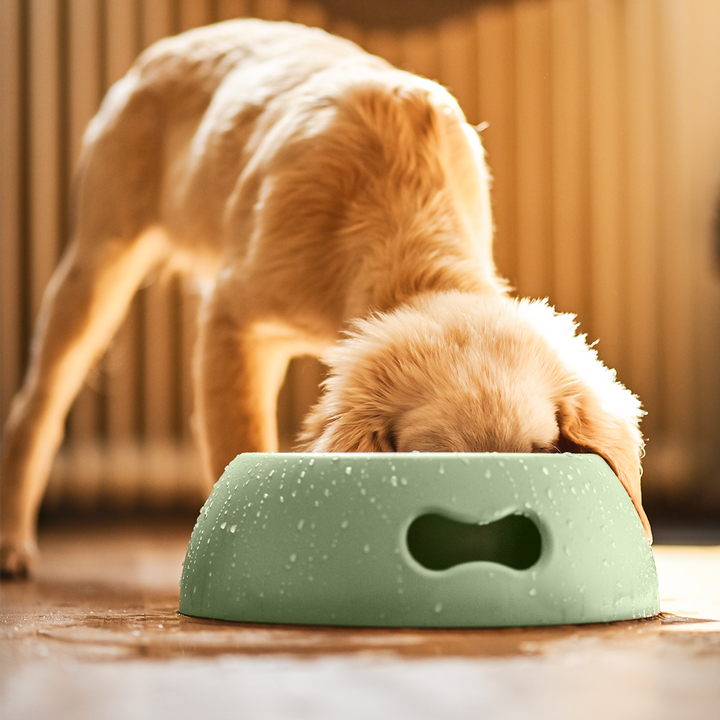 Futternapf Kunststoff PAPPY - Bild 7 (Martin Rütter Shop)