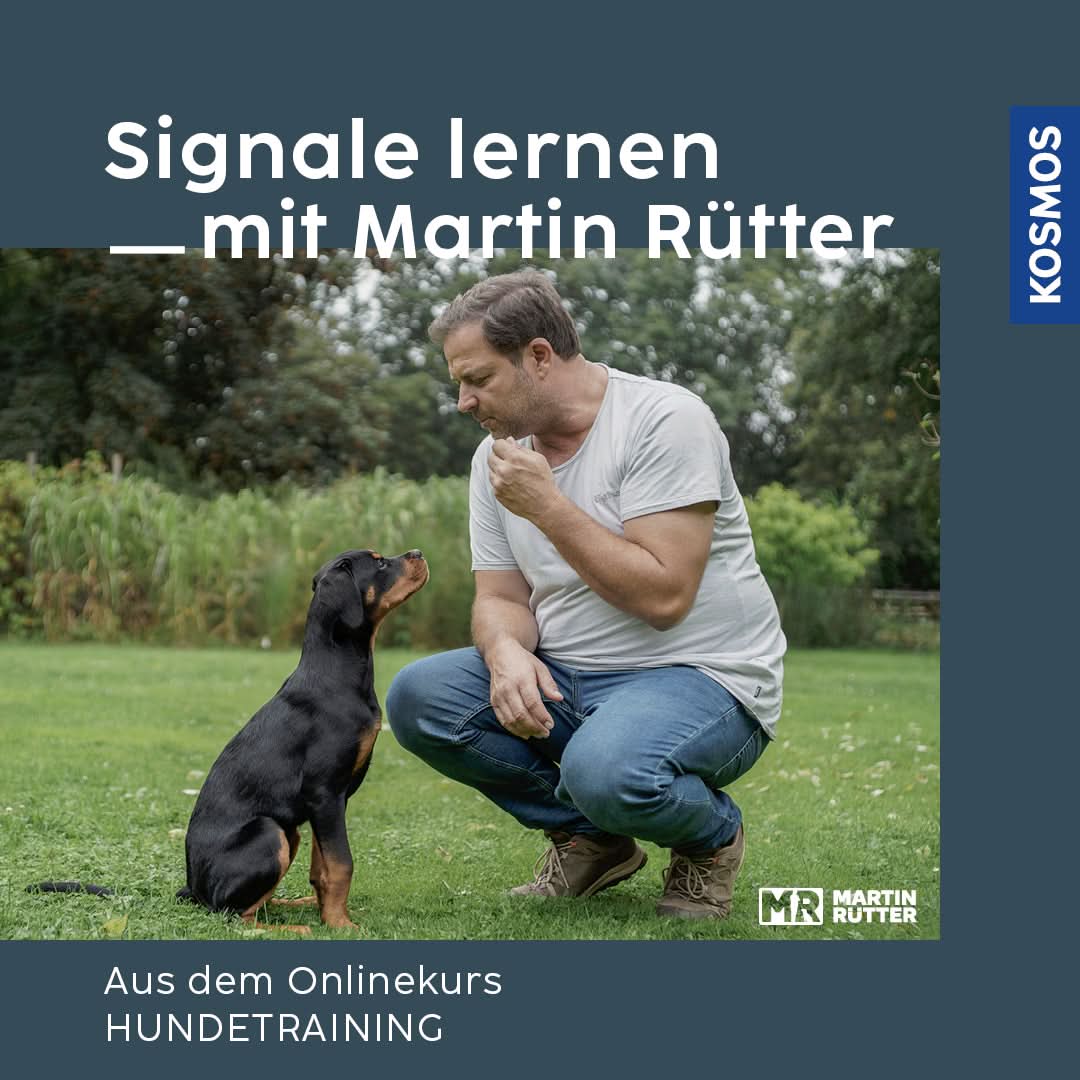 Onlinekurs "Signale lernen" mit Martin Rütter - Bild 1 (Martin Rütter Shop)
