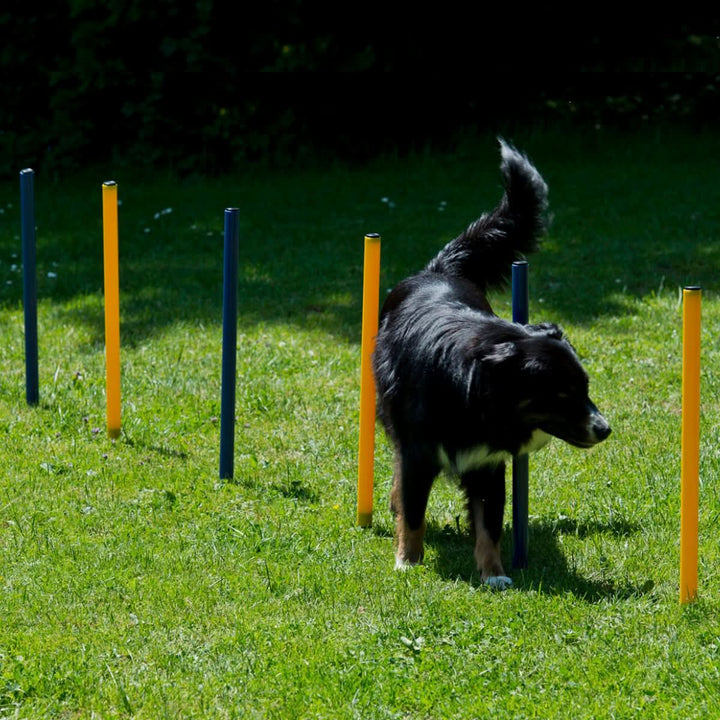 Agility Starter-Trainingsset 9-teilig - Bild 5 (Martin Rütter Shop)