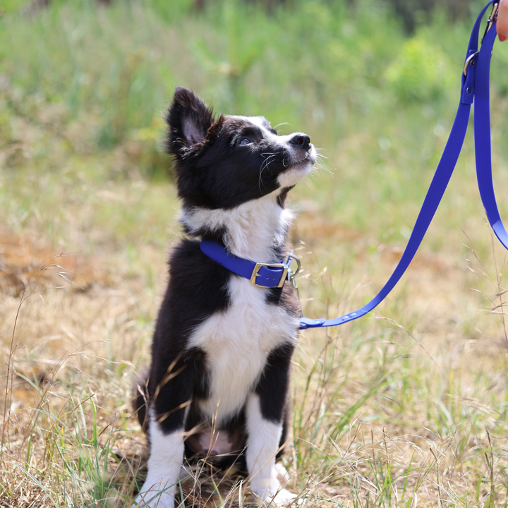 Kombi-Set SoftVinyl Halsband und Führleine Kobaltblau - Bild 2 (Martin Rütter Shop)