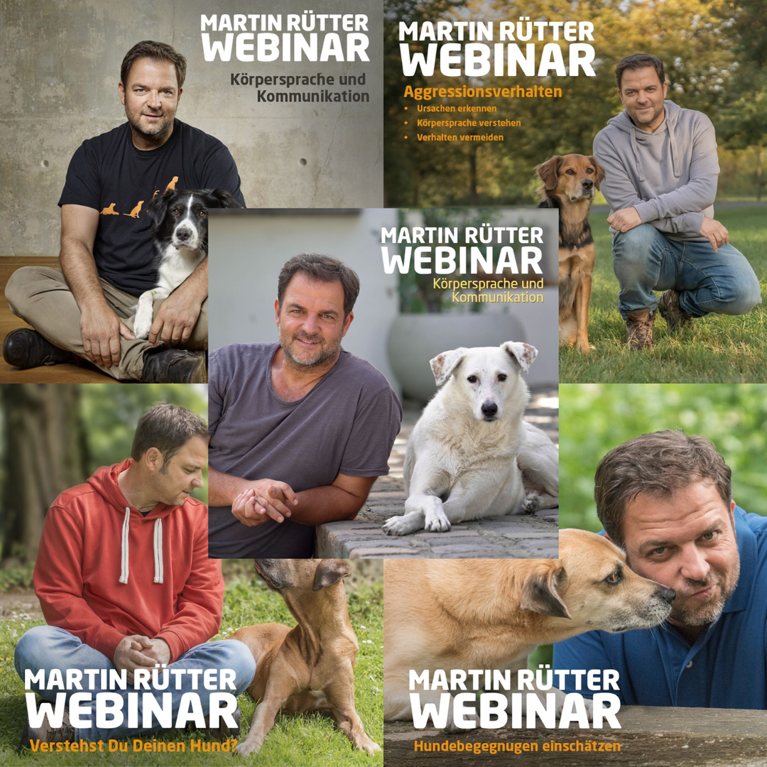 Webinar Paket "Körpersprache & Kommunikation" - Bild 1 (Martin Rütter Shop)