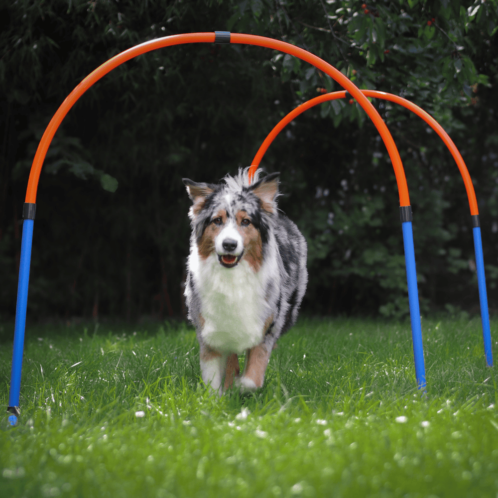 Hoopers Agility Bogen 2er-Set in der Variante Blau-Orange (Martin Rütter Shop)