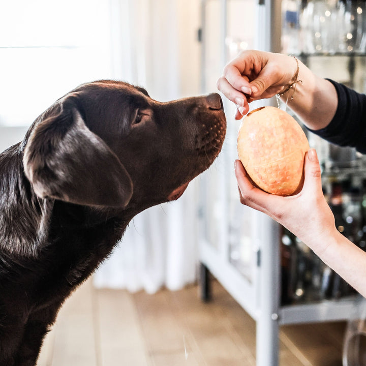 Hunde-Straußenei befüllbar - Bild 6 (Martin Rütter Shop)