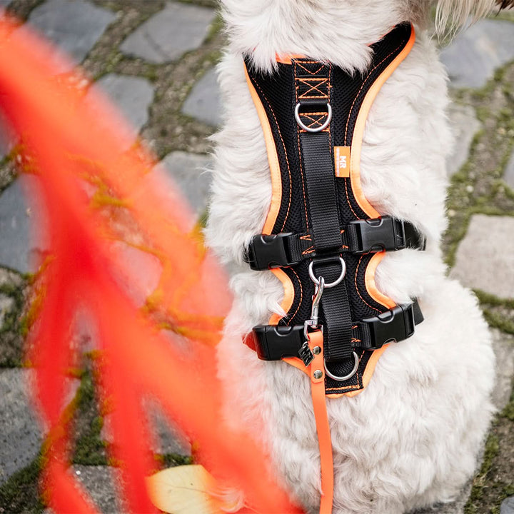 Hundegeschirr Support und Sicherheit - Bild 2 (Martin Rütter Shop)