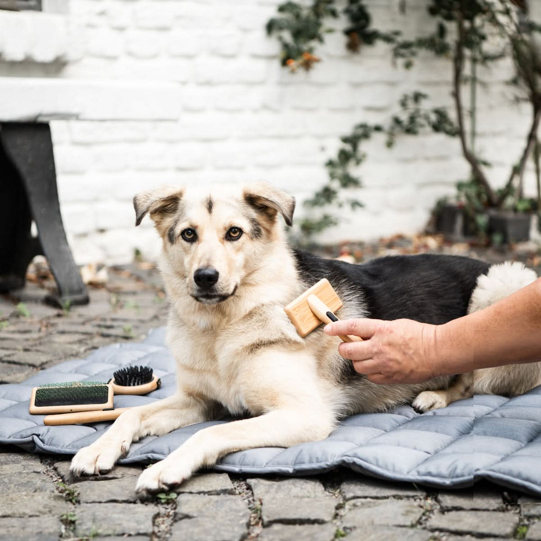 Softbürste für alle Fellarten - Bild 2 (Martin Rütter Shop)