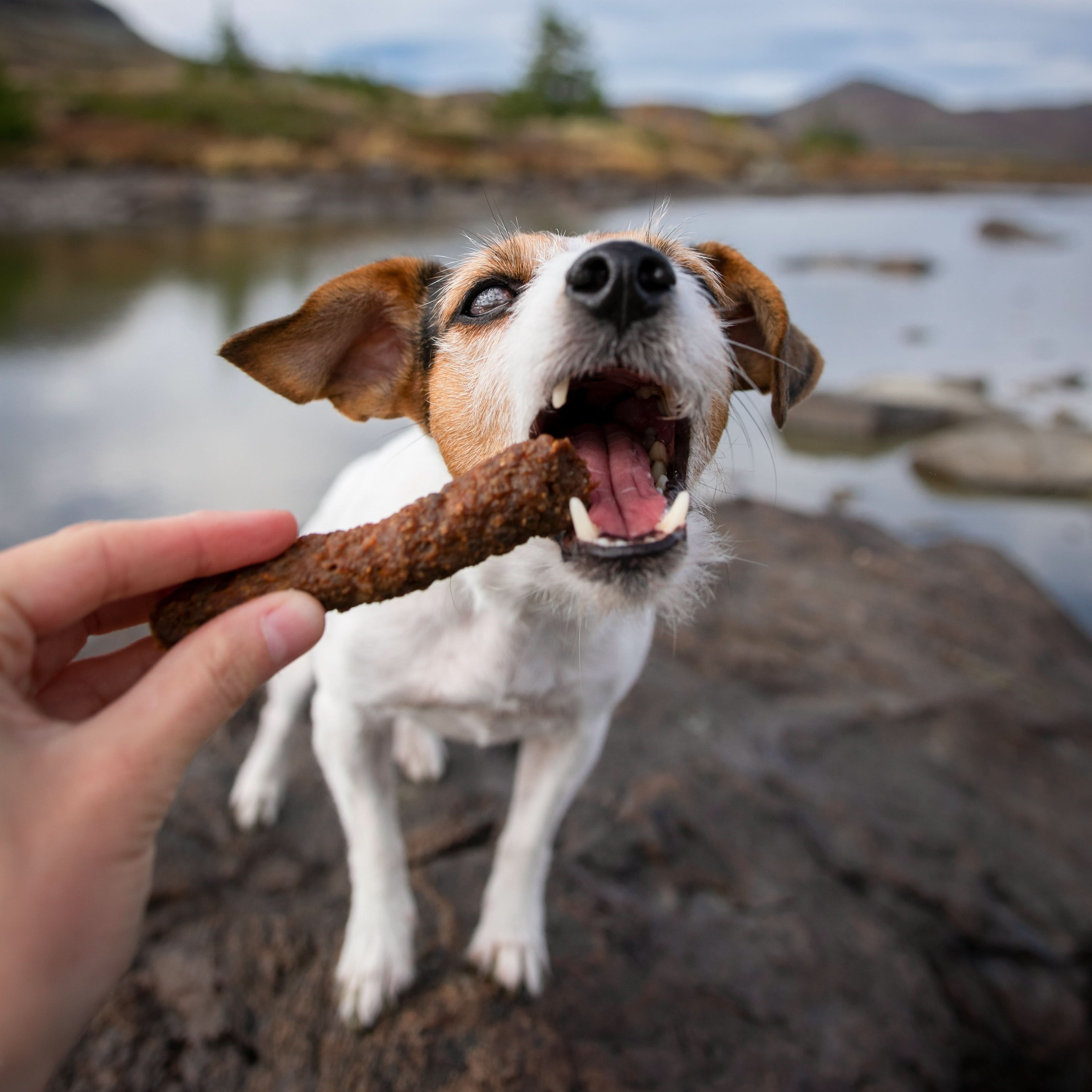 Jack Russel Terrier beißt in den FRESCO Riegel Rind - Martin Rütter Trainingssnack