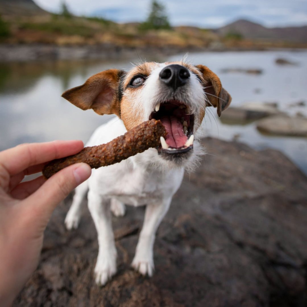 Jack Russel Terrier beißt in den FRESCO Riegel Huhn - Martin Rütter Trainingssnack
