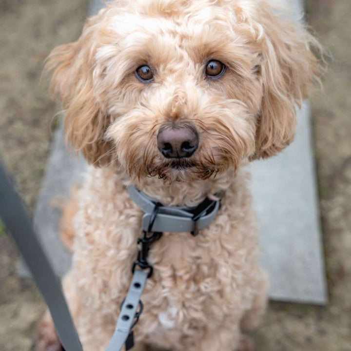 Kombi-Set SoftVinyl Halsband und Führleine Plantingrau - Bild 2 (Martin Rütter Shop)