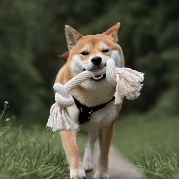 Hund trägt das Spieltau SPIRIT in der Größe S im Maul