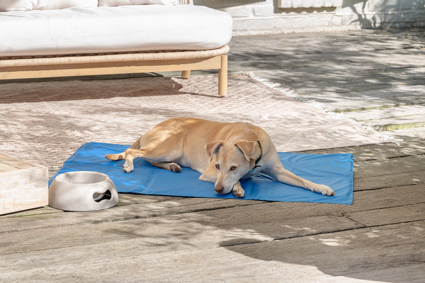 SOMMER MIT HUND