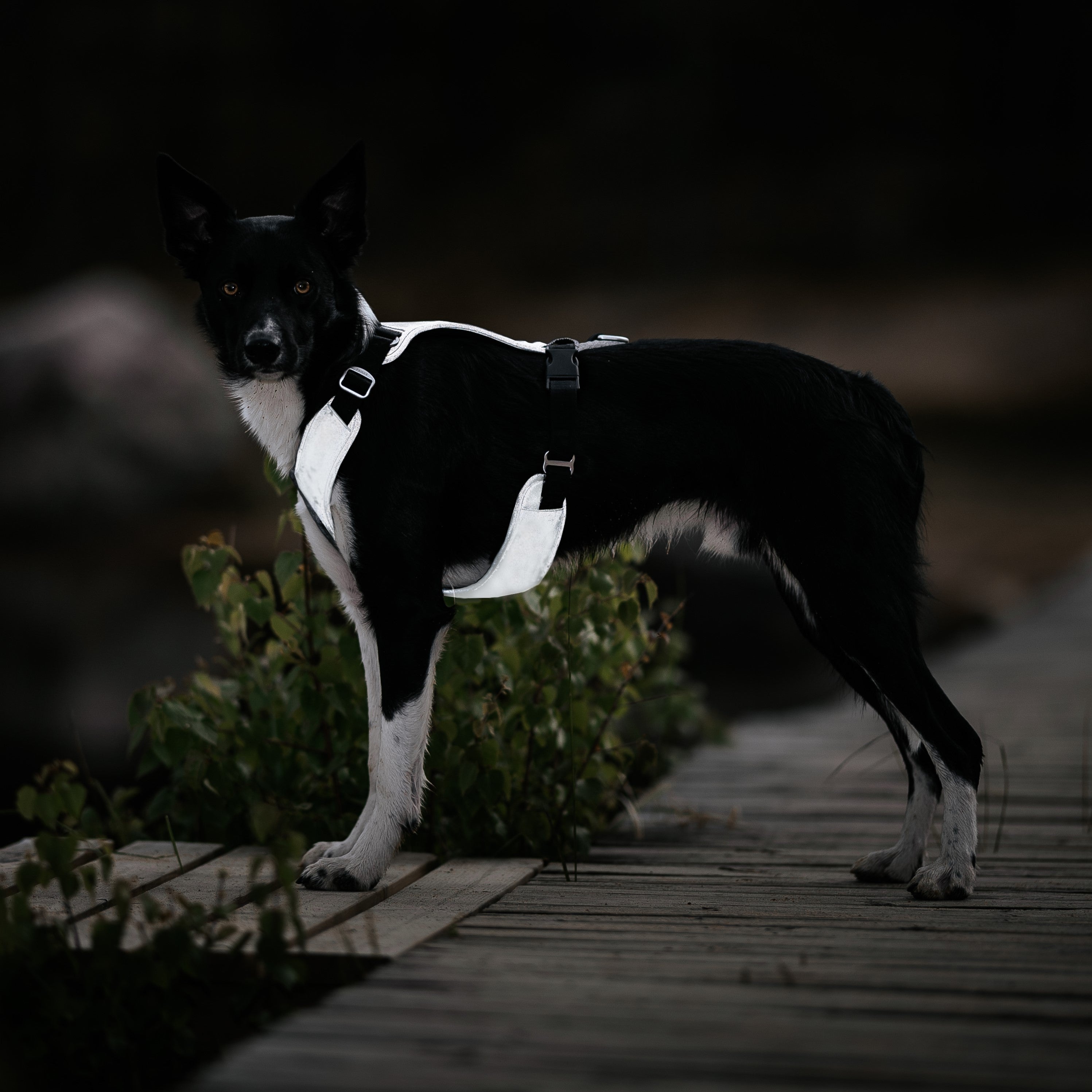 Geschirr PAIKKA - vollreflektierendes Hundegeschirr - DarkGrey