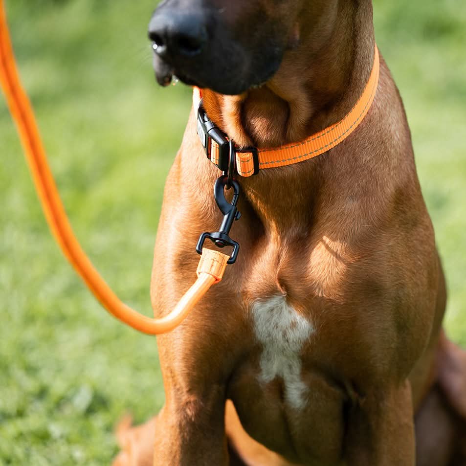 Gewebtes Hundehalsband in orange am Hund