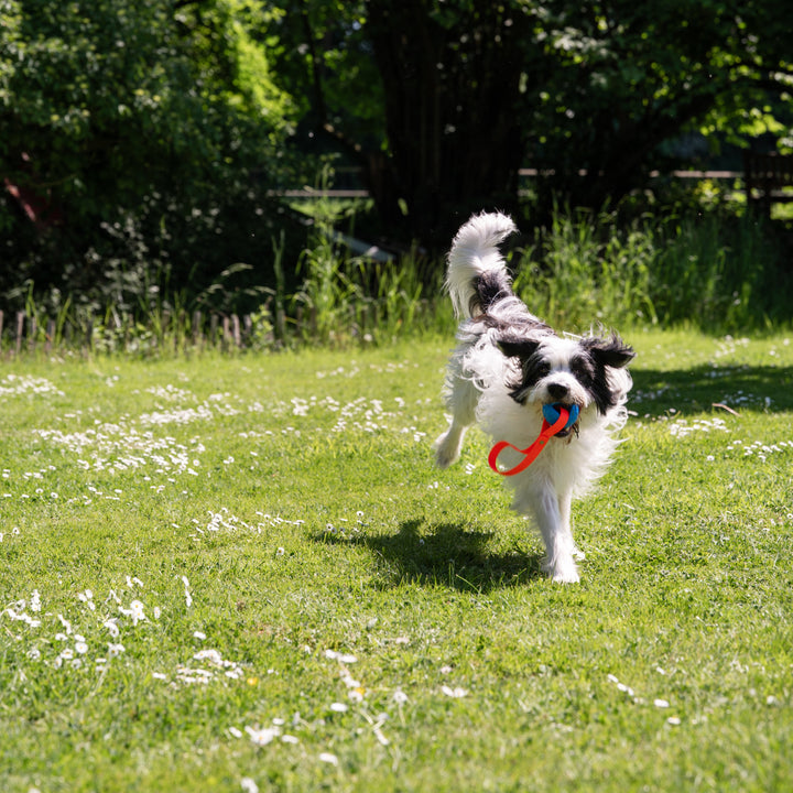 Hundeball Moby optional mit Wurfgriff - Bild 9 (Martin Rütter Shop)