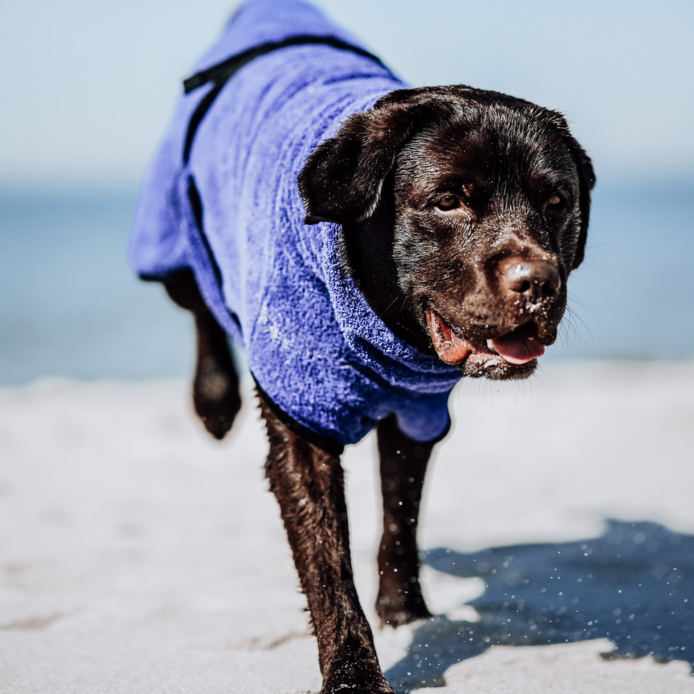 Hundemantel DRYUP© Cape - Bademantel - Blueberry