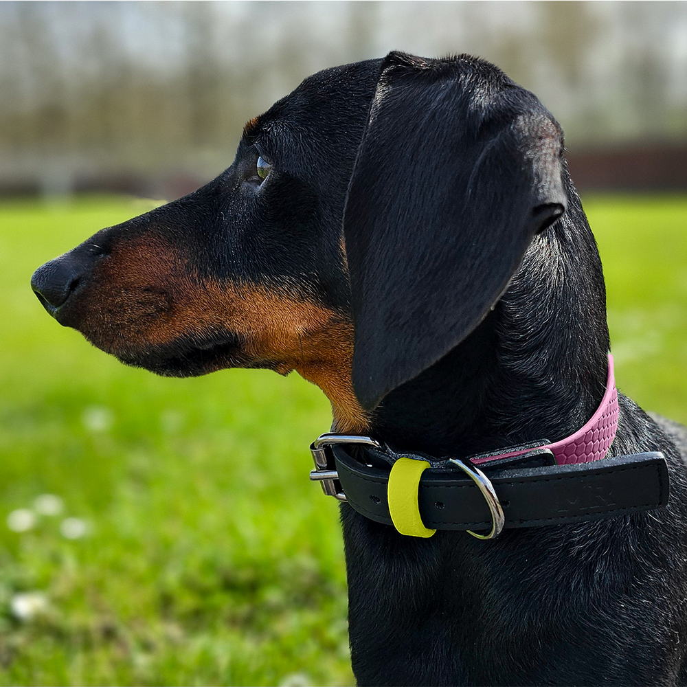 Hundehalsband mit Apfelleder Altrosa - Bild 2 (Martin Rütter Shop)