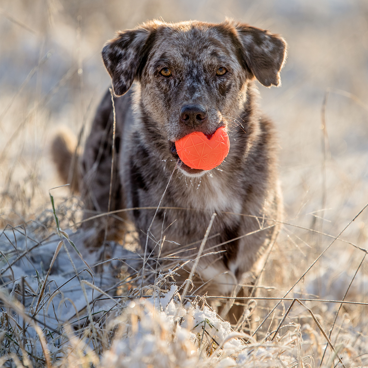 Hundeball MOBY - dynamischer Spielball - wahlweise mit Wurfgriff