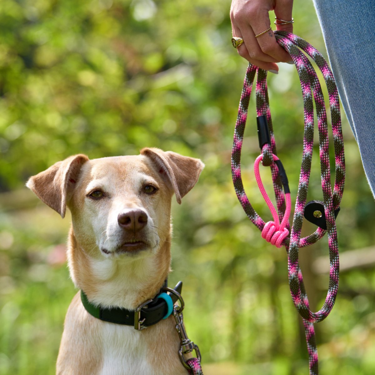 Hundehalsband mit Apfelleder Altrosa - Bild 6 (Martin Rütter Shop)