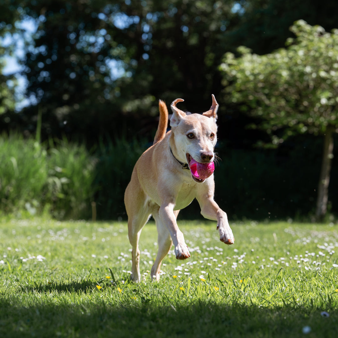 Hundeball Moby optional mit Wurfgriff - Bild 10 (Martin Rütter Shop)