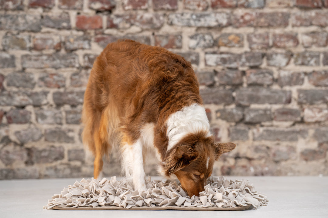 Schnüffelteppich für Hunde - Bild 6 (Martin Rütter Shop)