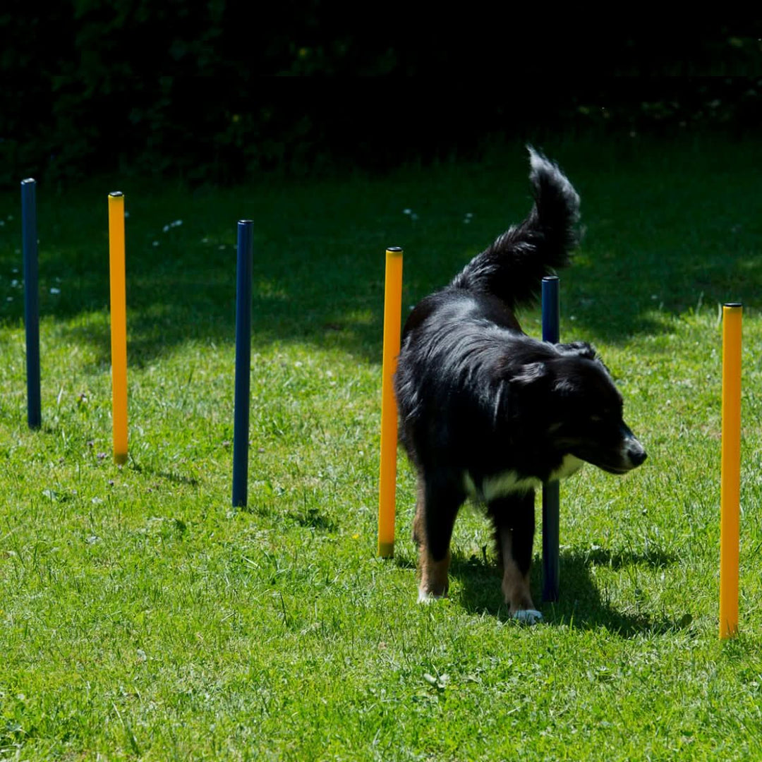 agility wurfzelt Agility Starter-Trainingsset 9-teilig – Martin Rütter SHOP