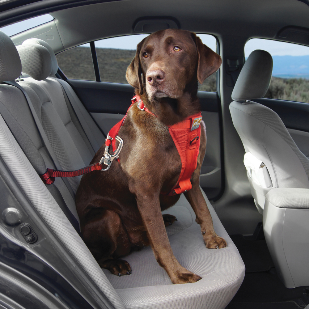 Gurtschlaufe - Autosicherheitsgurt für Hunde mit Karabiner
