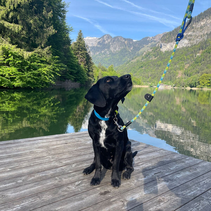 Hundehalsband mit veganem Apfelleder Cyanblau