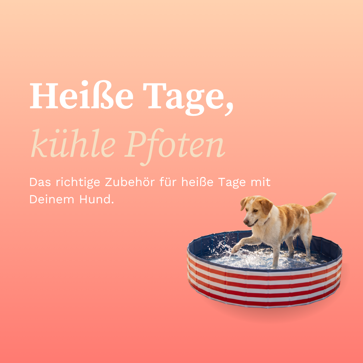 martin rütter sexpuppe für hunde Martin Rütter SHOP