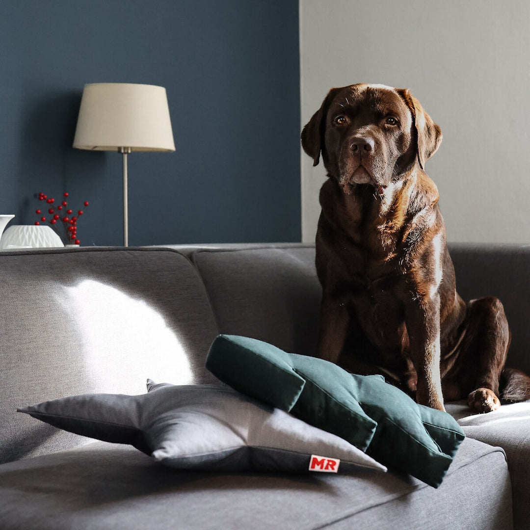 Hundespielzeug Stern