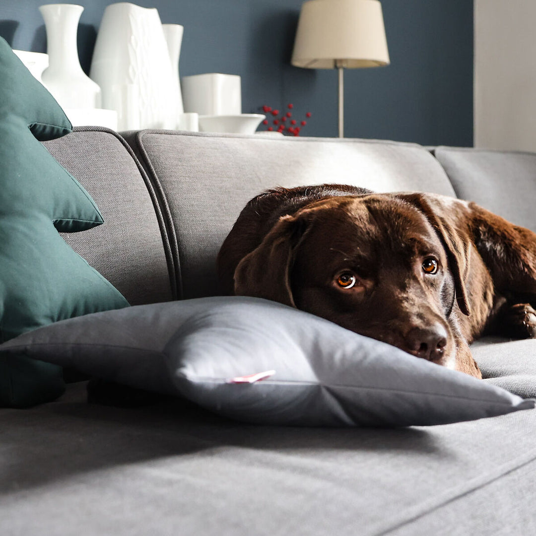 Hundespielzeug Stern