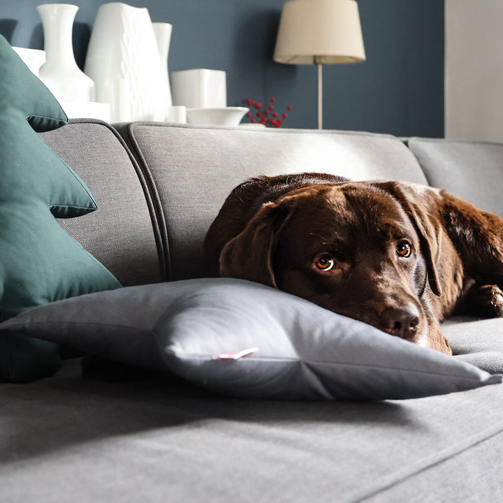 Hundespielzeug Stern