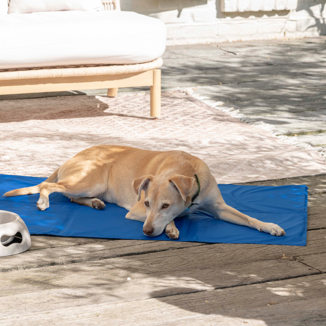 Hund auf Kühlmatte auf Terrasse 