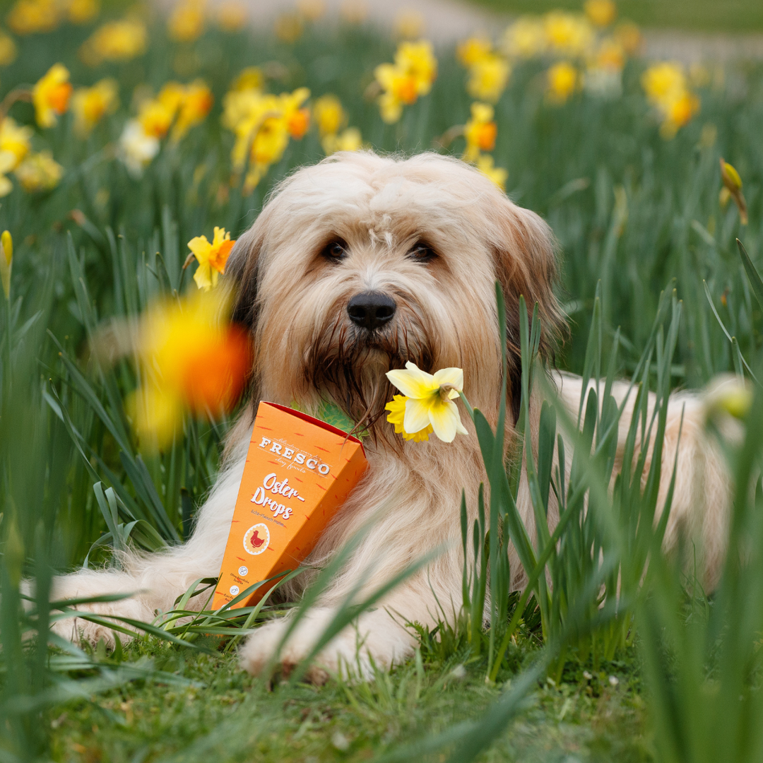Limited Edition - Ostermöhre gefüllt mit Trainingsdrops Huhn