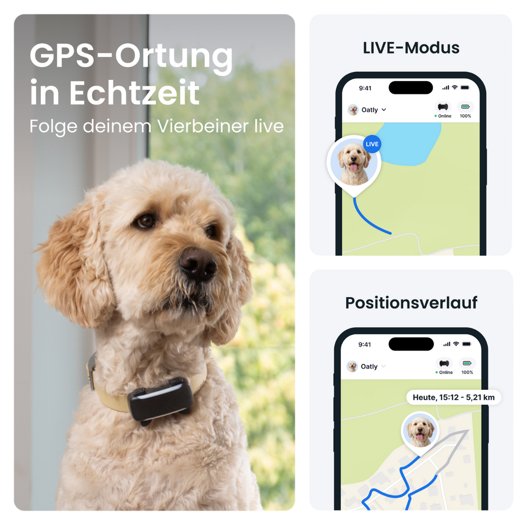 GPS Tracker Tractive Dog 6 XL