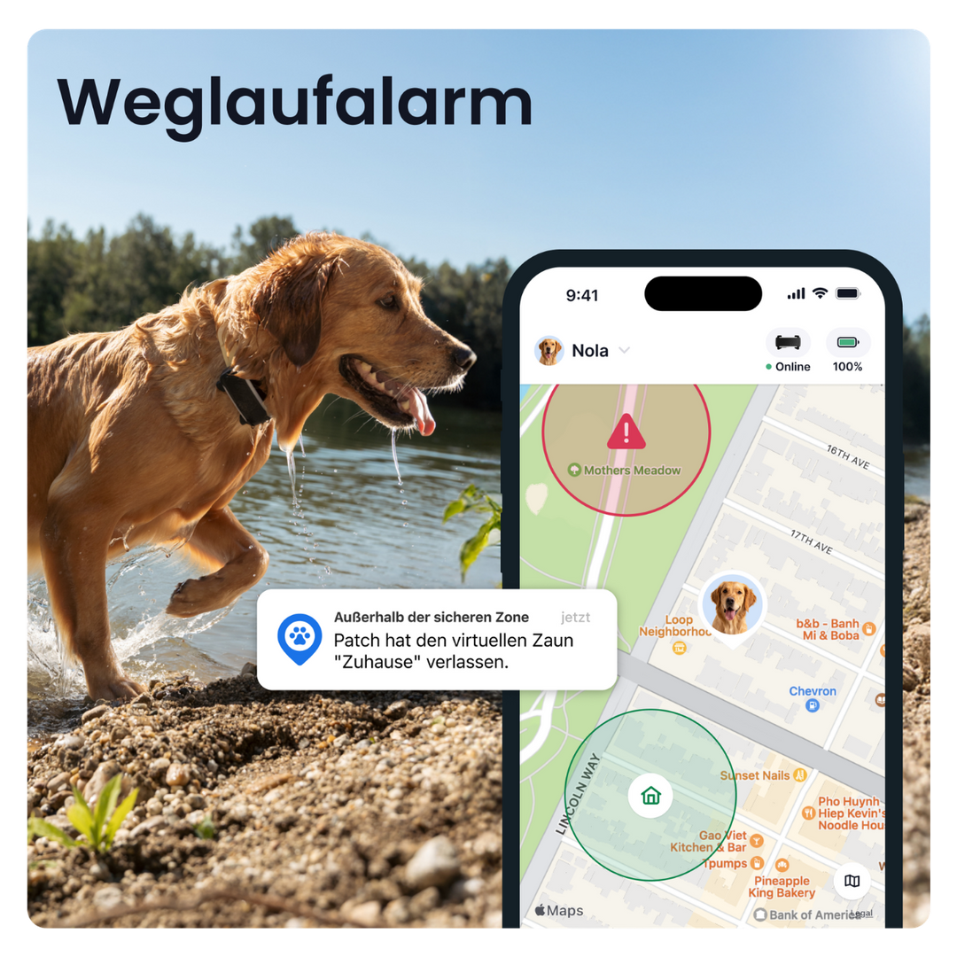 GPS Tracker Tractive Dog 6 XL