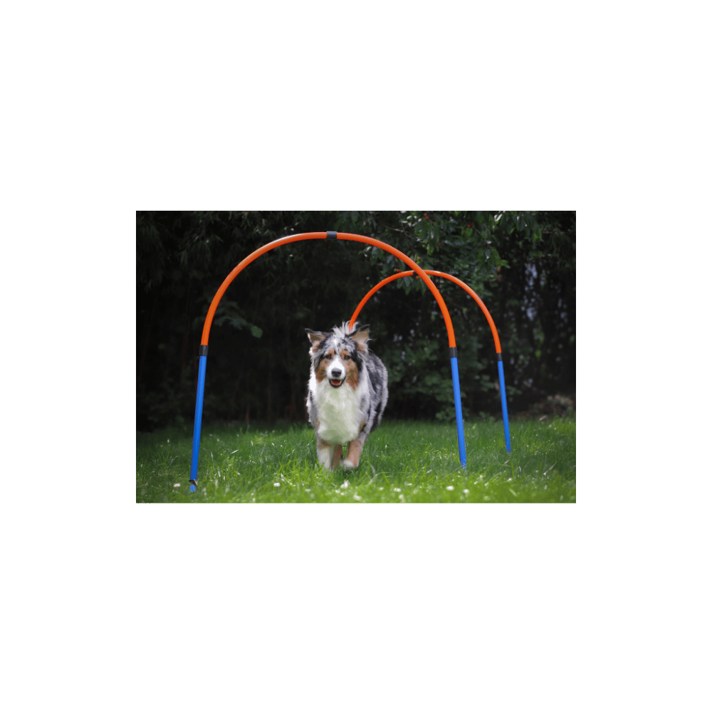 Australian Shepherd läuft durch einen Hoopers-Bogen auf einer grünen Wiese.