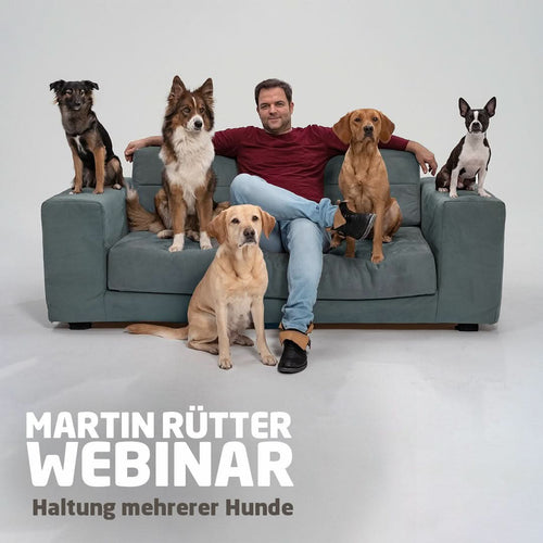 Webinar "Haltung mehrerer Hunde" - Bild 1 (Martin Rütter Shop)