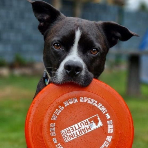 Hunde Frisbee DER WILL NUR SPIELEN