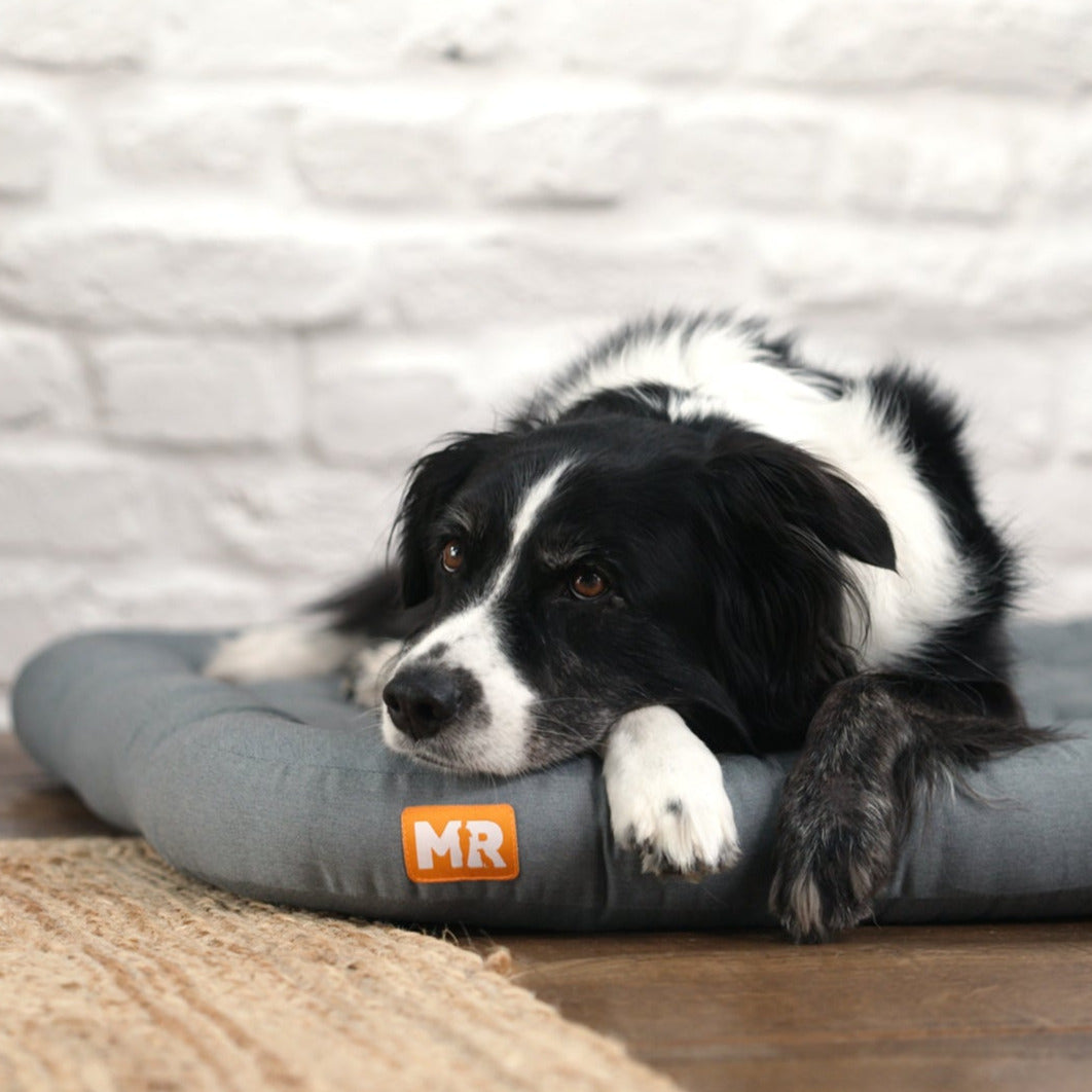 Hund Emma liegt auf dem orthopädischen Hundekissen in Grau mit dem Martin Rütter Emblem 