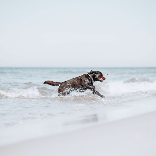 Leuchtturm ROGZ - schwimmfähiges Hundespielzeug - Bild 3 (Martin Rütter Shop)